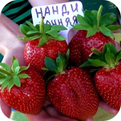 Клубника "Нанди" 